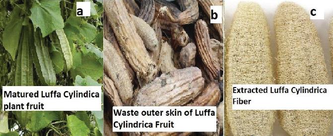 Digital image of (a) Mature Luffa cylindrica plant fruit; (b) waste outer skin of Luffa cylindrica fruit; (c) extracted Luffa cylindrica fibre