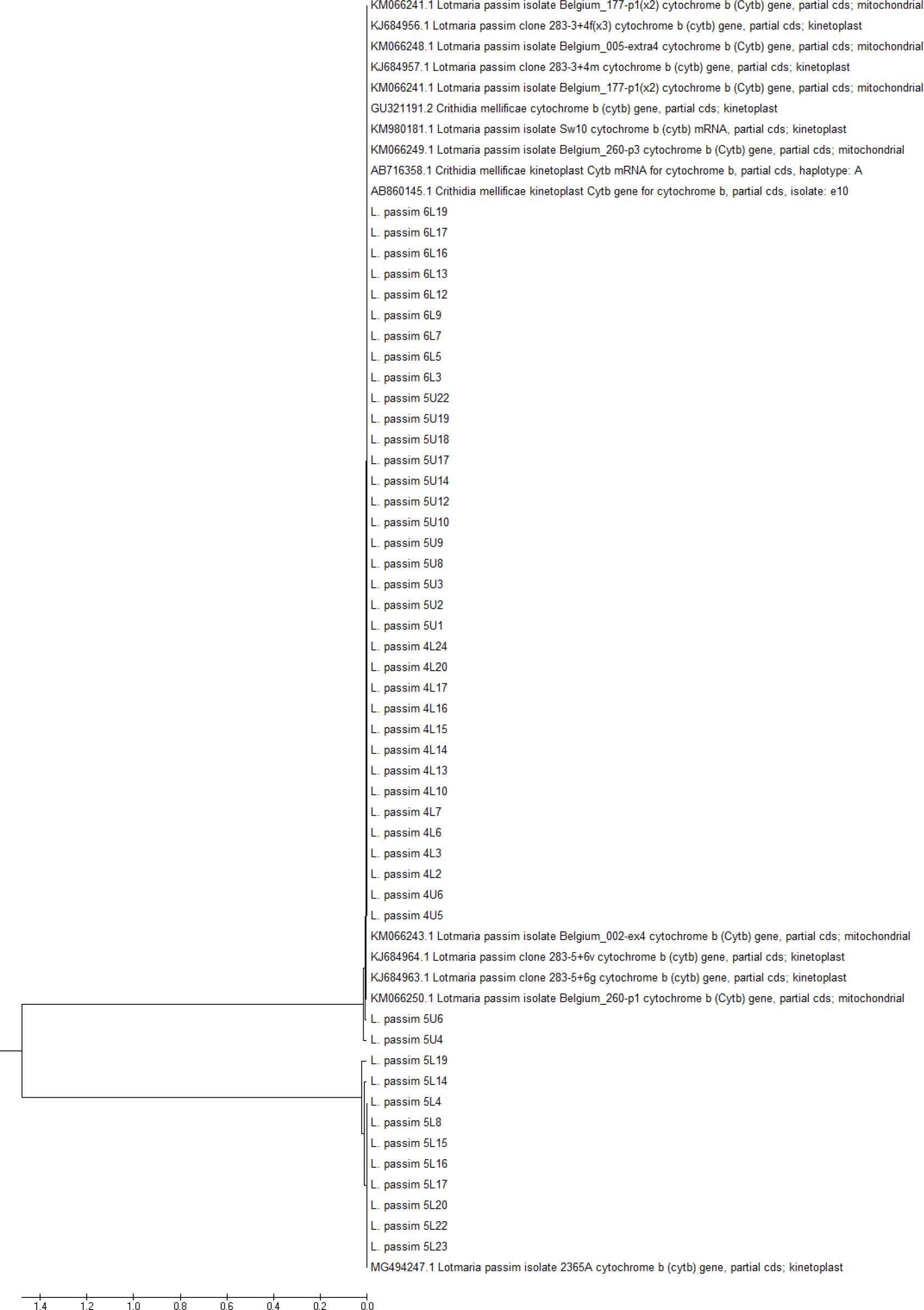 Evolutionary relationships between taxa of honey bee protozoa parasites isolated from pooled worker bee samples yielding 47 nucleotide sequences from five areas of north-eastern Poland. Evolution was inferred using the unweighted pair group method with arithmetic means. The optimal tree is shown with a total branch length of 0.17974936, expressed in the same units as the evolutionary distances used to infer the phylogenetic tree. Distances were computed using the maximum composite likelihood method and are expressed as the number of base substitutions per site. The first+second+third+noncoding codon positions were analysed and all positions containing gaps and missing data were eliminated. The final dataset contained 325 positions