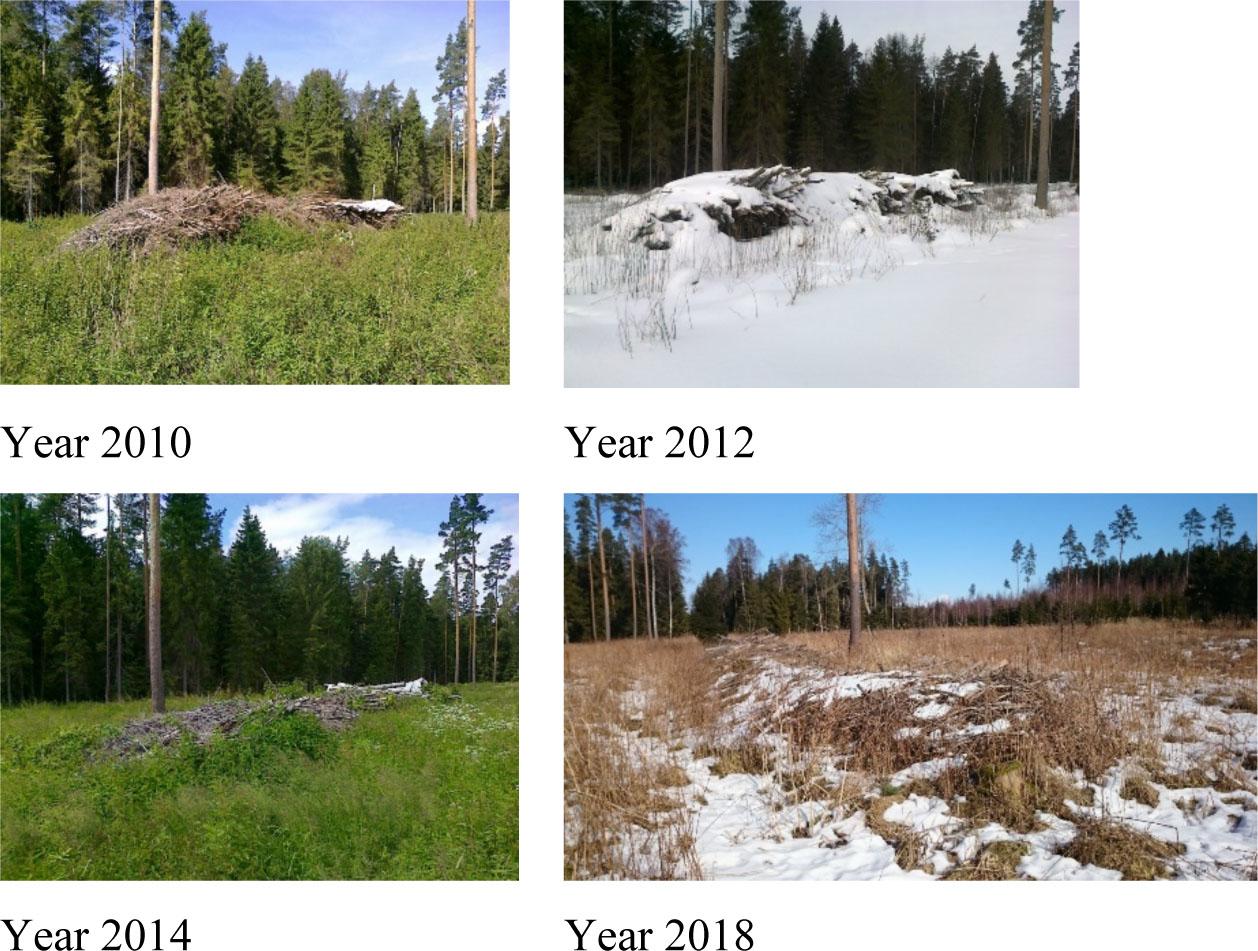 Sample pile of spruce logging residues.