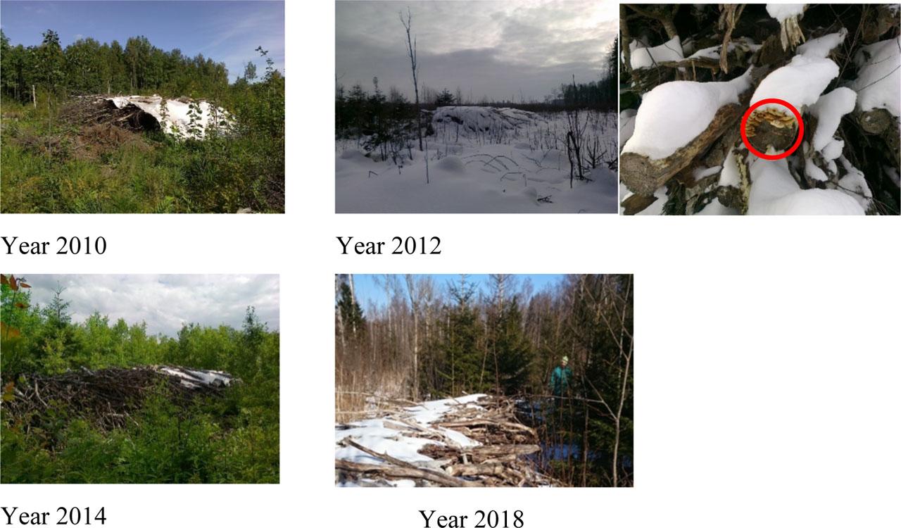Sample pile of birch logging residues.