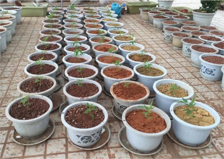 Growth of P. chinense seedlings in four soil types.