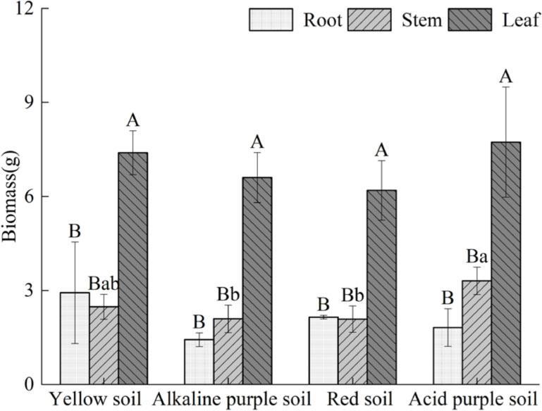 Effects of four soil types on biomass accumulation and distribution in P. chinense seedlings. Different uppercase letters indicated significant differences between different soil types in different organs (P< 0.05). Different lowercase letters indicate significant differences between different organs in different soil types (P< 0.05).