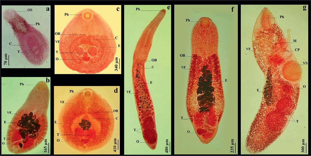 The Digenean parasites infecting Sarpa salpa from the Central coast of Algeria: (a) Lepocreadium album (Ventral view), (b) Centroderma spinosissima (Ventral view), (c) Mesometra orbicularis (Ventral view), (d) Mesometra brachycoelia (Ventral view), (e) Wardula capitellata (Ventral view), (f) Elstia stossichianum (Ventral view), (g) Robphildollfusium fractum (Lateral view). (Ph) Pharynx, (OB) Oesophageal bulb, (T) Testes, (O) Ovary, (M) Metraterm, (CP) Cirrus pouch, (C) Ceaca, (VS) Ventral sucker, (OS) Oral sucker, (VF) Vitellarium follicles, (E) Eggs