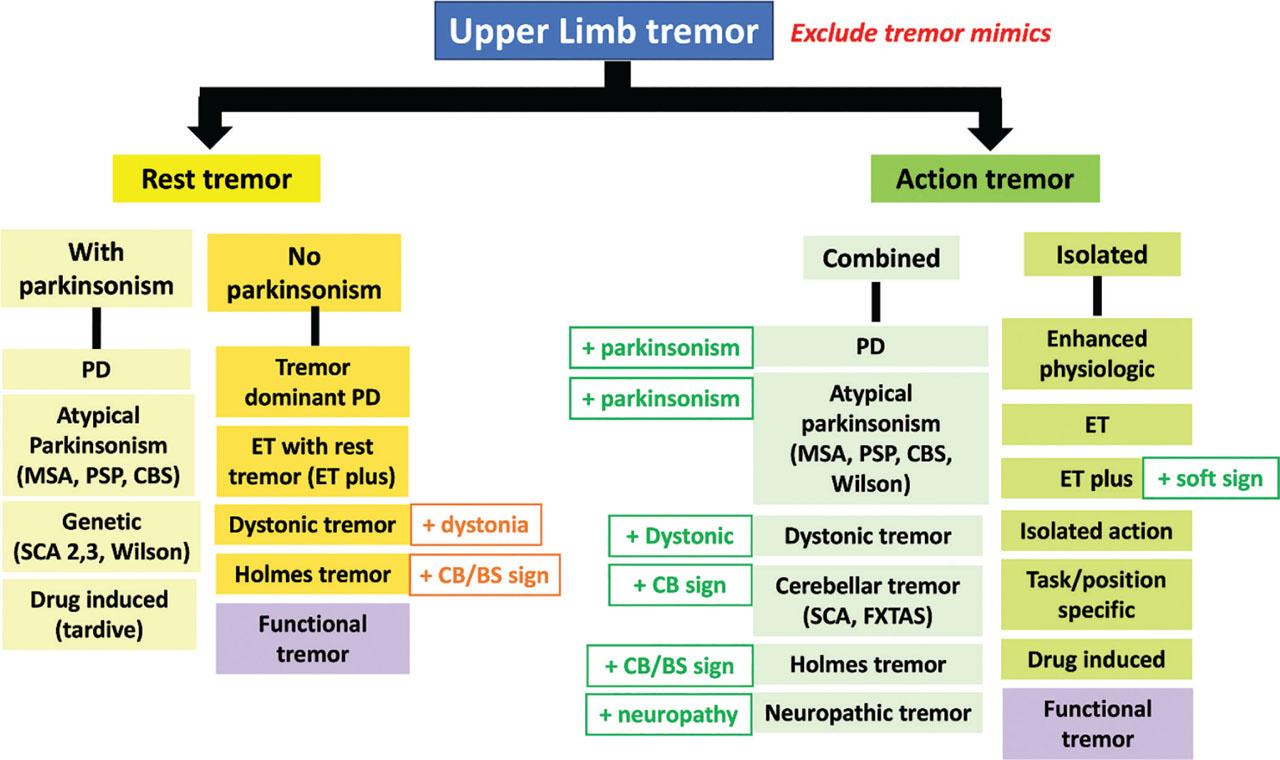 Differential diagnosis of tremor syndromes in the category of action and rest tremor of the upper limb CB; cerebellar, BS; brainstem.