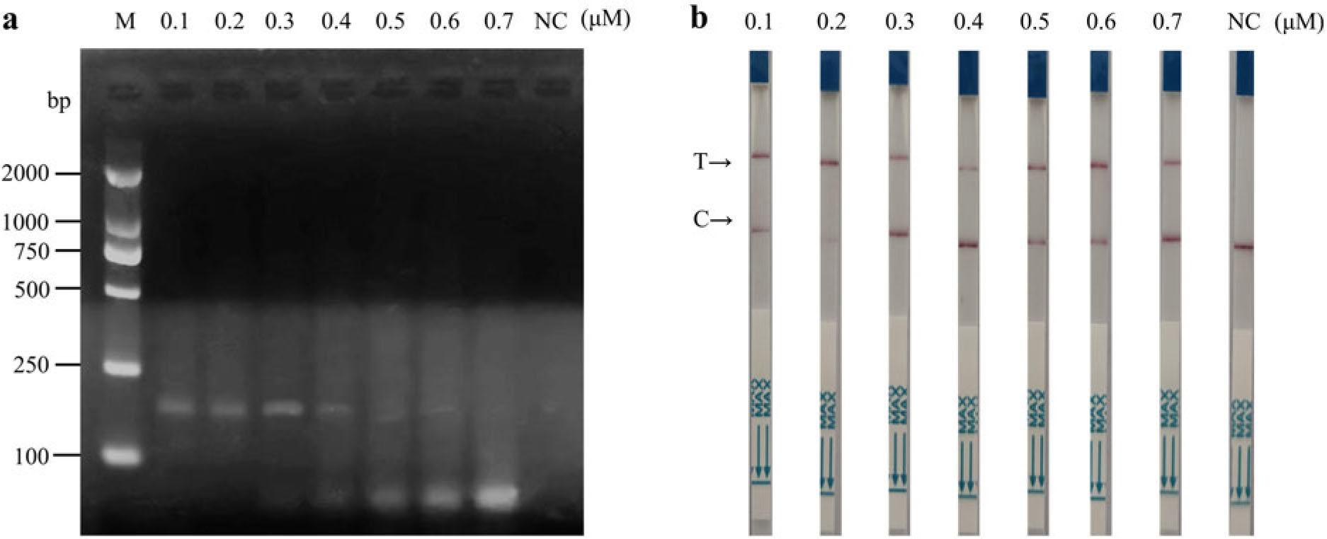 Screening of the optimal concentration of the primer pair for RT-RPA-Cas12a-LFS to detect norovirus GII.2.
a) The amplification efficiency of RT-RPA with different primer concentrations was examined using gel electrophoresis;
b) the amplification efficiency of RT-RPA with various primer concentrations was assessed using LFS, facilitated by the cleavage activity mediated by the complex of Cas12a and the target amplified product. In the context of LFS, T denotes the testing line, while C represents the quality control line.