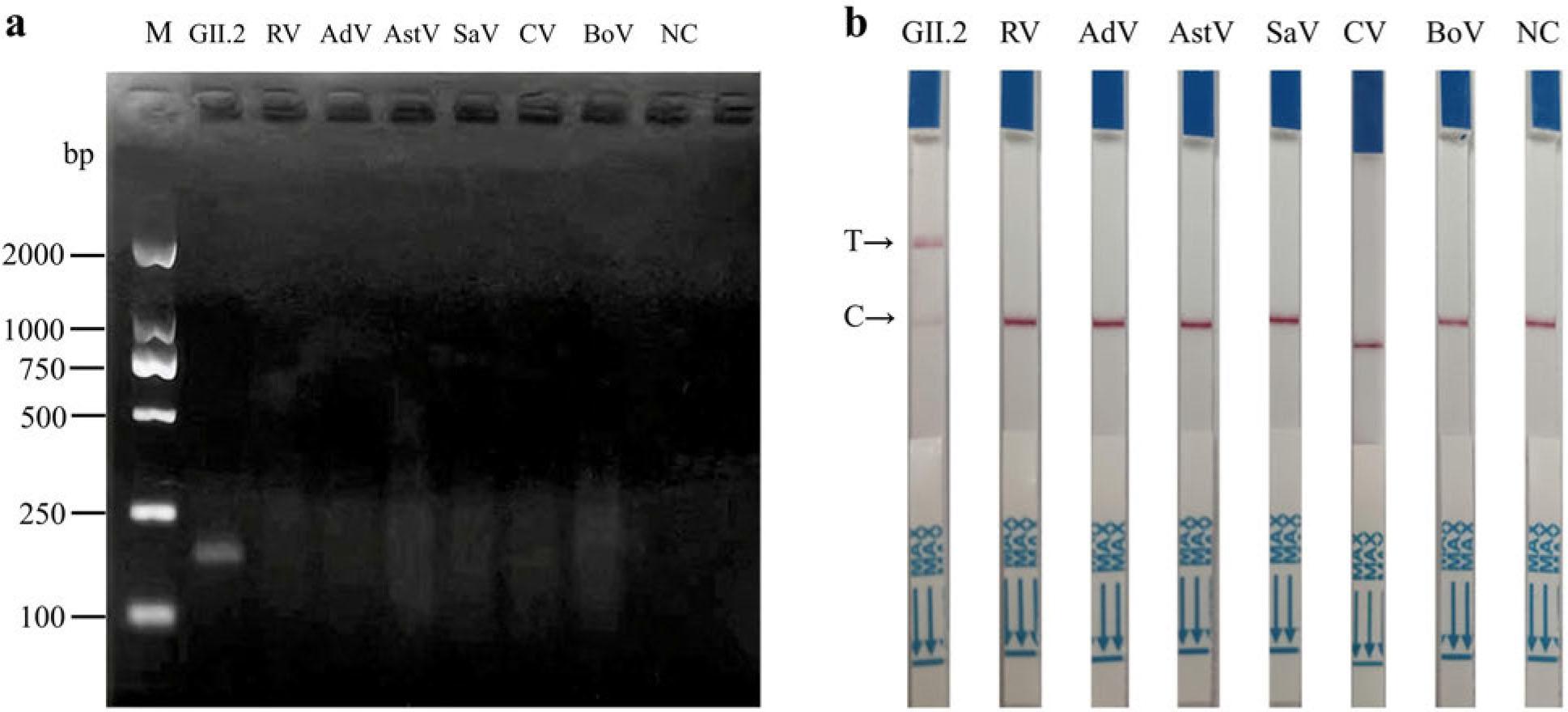 Screening of the optimal reaction time of RT-RPA for RT-RPA-Cas12a-LFS to detect norovirus GII.2.
a) The amplification efficiency of RT-RPA with different reaction times was determined using gel electrophoresis;
b) The amplification efficiency of RT-RPA with different reaction times was analyzed using LFS, facilitated by the cleavage activity mediated by the complex of Cas12a and the target amplified product. In the context of LFS, T denotes the testing line, while C represents the quality control line.