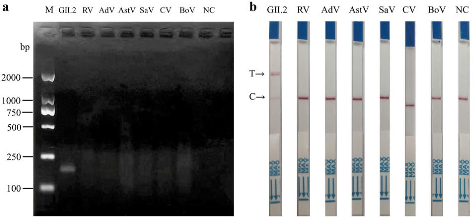 The specificity analysis of RT-RPA-Cas12a-LFS with various viral genome samples was assessed using gel electrophoresis (a) and LFS (b). In the context of LFS, T denotes the testing line, while C represents the quality control line.
