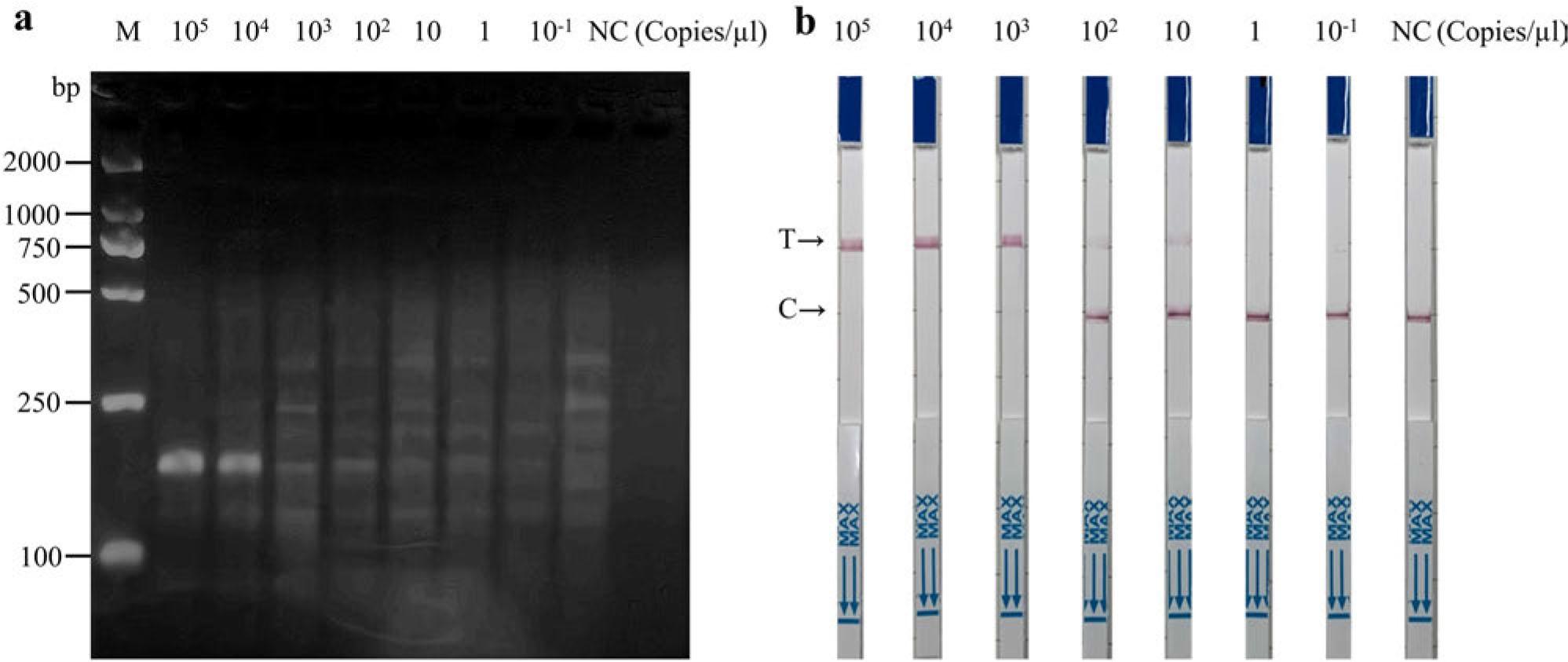 The sensitivity analysis of RT-RPA-Cas12a-LFS for detection of norovirus GII.2.
The sensitivity analysis of RT-RPA-Cas12a-LFS with various concentrations of standard RNA was assessed using gel electrophoresis (a) and LFS (b). In the context of LFS, T denotes the testing line, while C represents the quality control line.