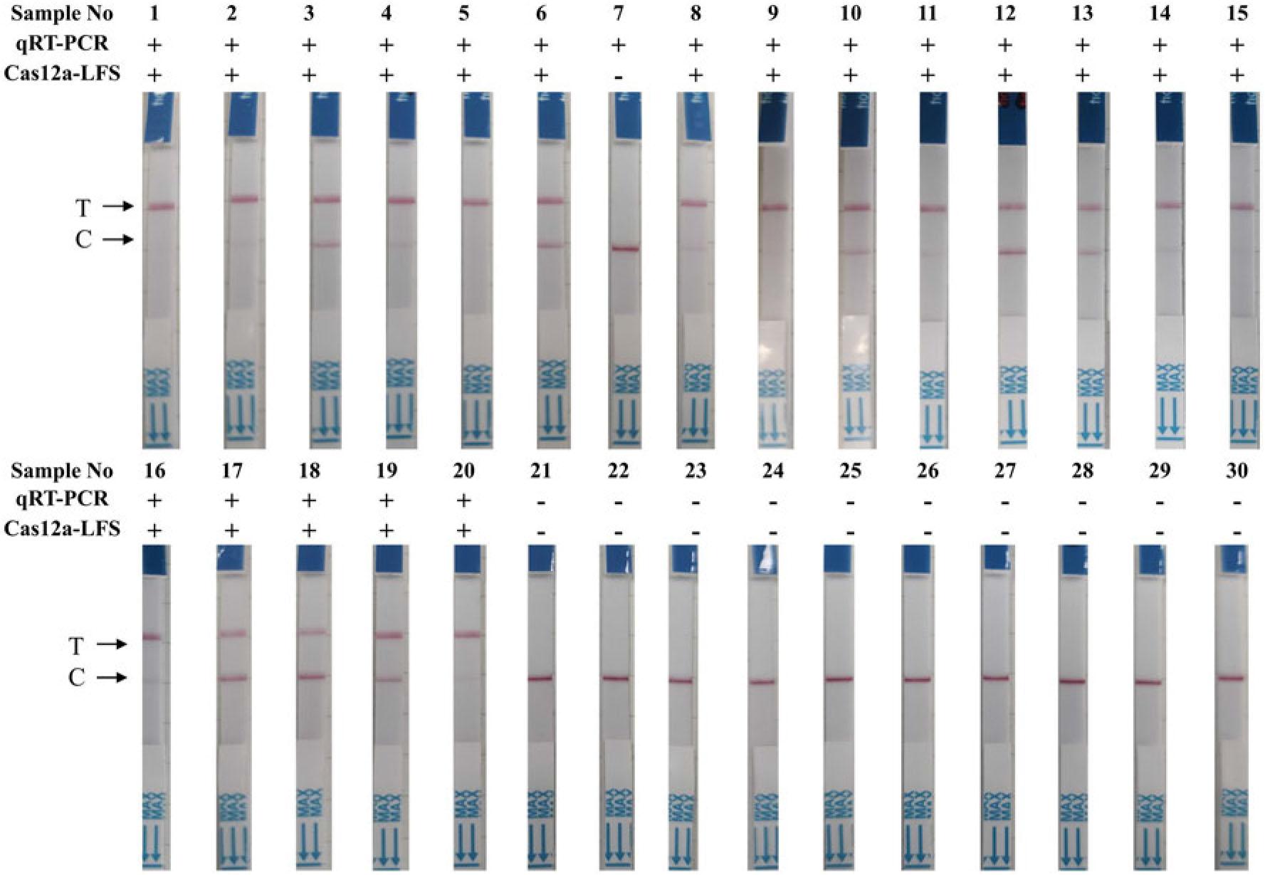 The performance analysis of RT-RPA-Cas12a-LFS for detecting norovirus GII.2, compared with qRT-PCR, was evaluated using simulated clinical samples. 30 representative results out of 60 samples are displayed.