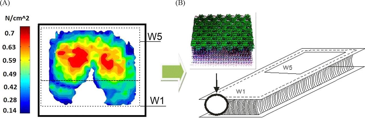 (A) Distribution of pressure forces on the seat through the lower body part for a typical man;. (B) Scheme of the distribution of knitted layers in the prototype seat – consisting of two segments of material, W5 and W1