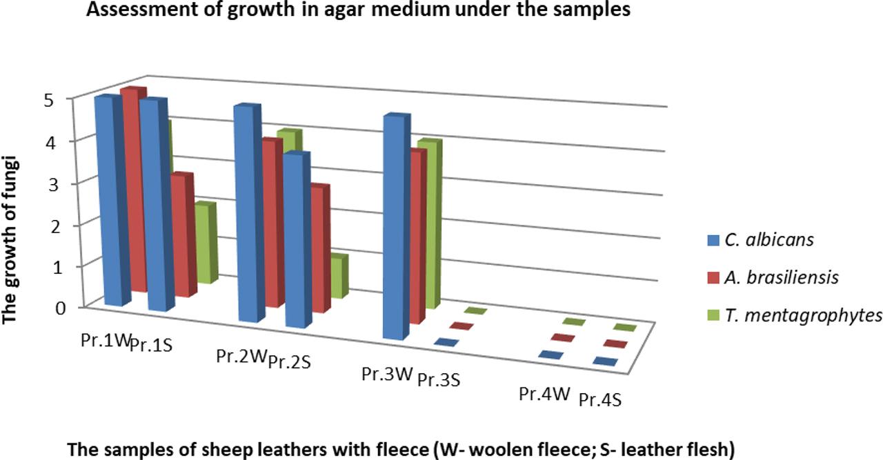 The evaluation of antifungal activity of sheep leather samples – assessment of growth in agar medium under the samples