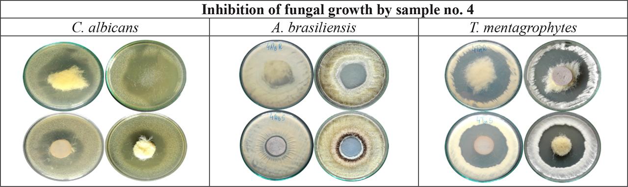 Inhibition demonstration of fungal growth by sample no. 4