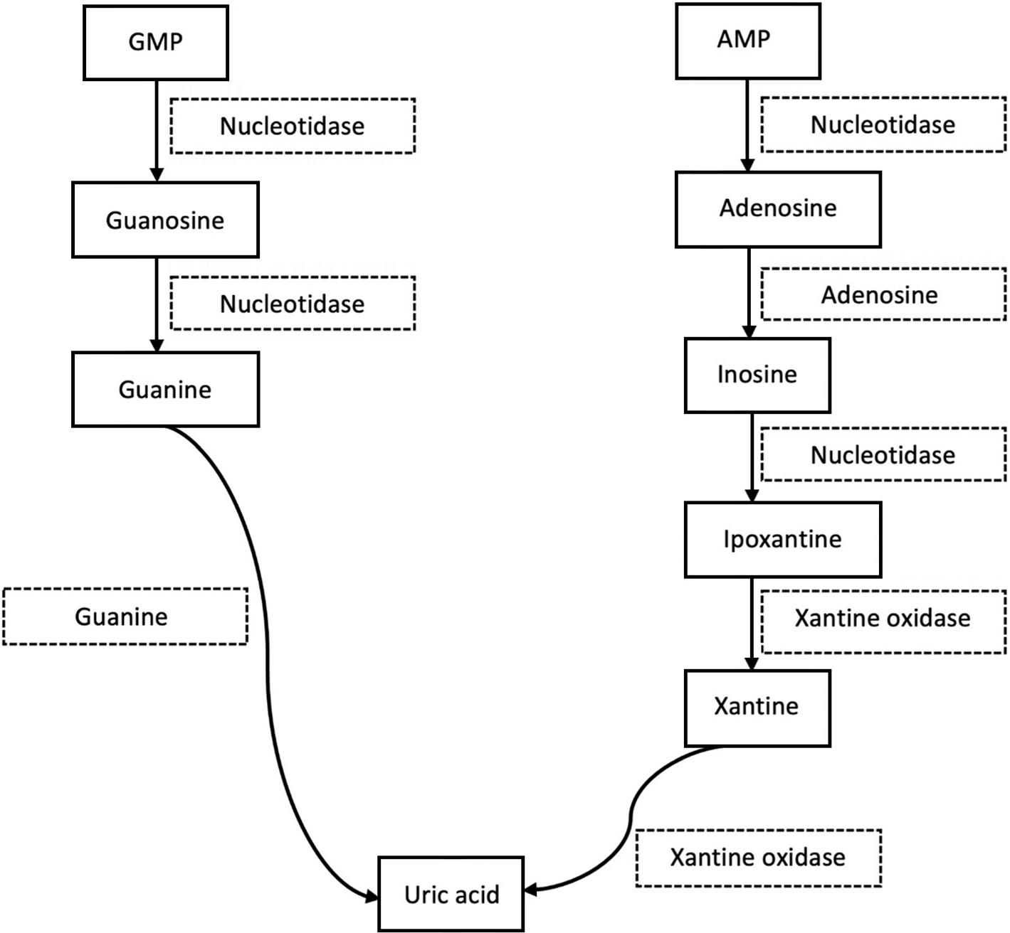Enzymatic degradation of purines to uric acid (Chaudhary et al. 2013).