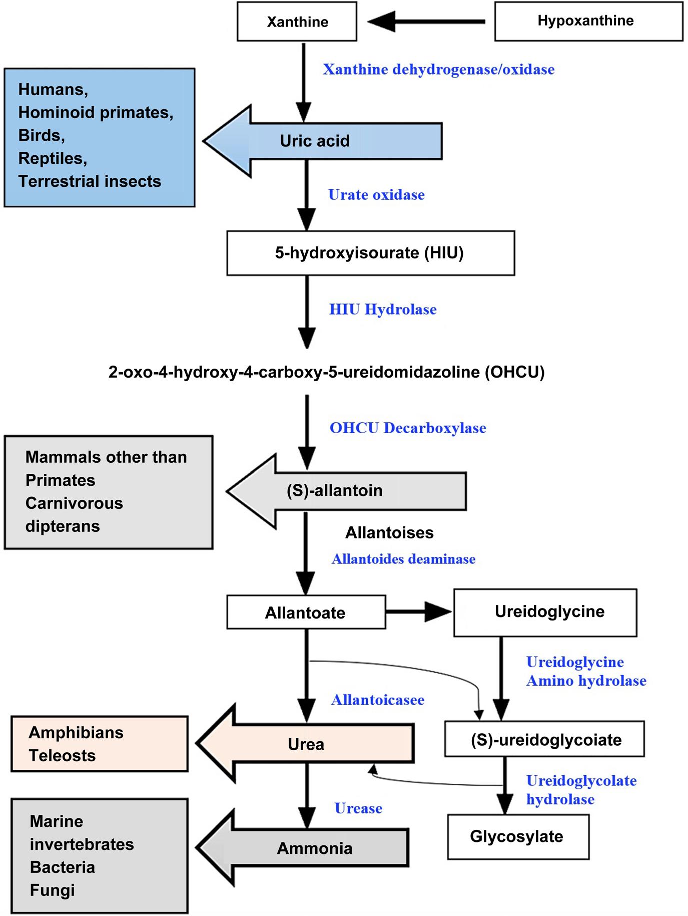 The varying end products of purine metabolism in different species due to differential catabolic enzymes in the pathway (Lee et al. 2013).