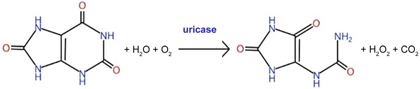 Uricase catalyzes the reduction of dissolved oxygen to peroxide in the presence of uric acid (Li et al. 2005; Ravichandran et al. 2015).