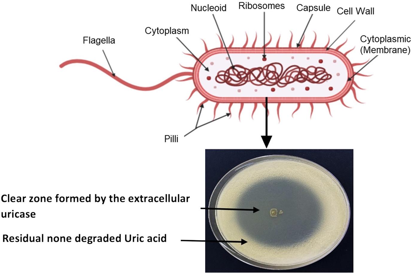 A clear zone indicating Alcaligenes faecalis-secreted uricase on uric acid (0.3%) – supplemented BT medium.