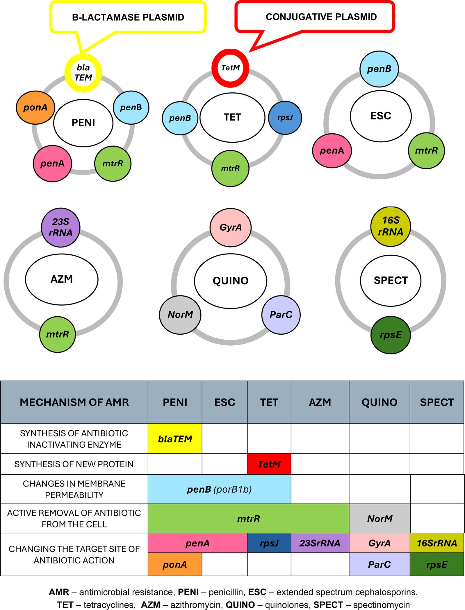 Main chromosomal and plasmid-mediated determinants of Neisseria gonorrhoeae antimicrobial resistance and their mechanisms of action.