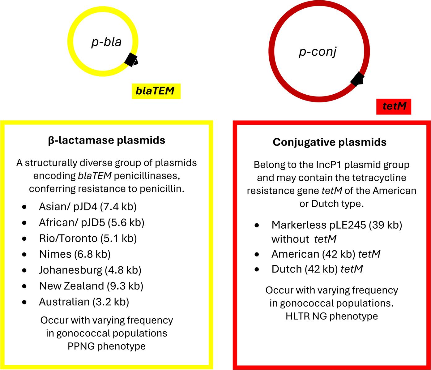 Types of plasmids associated with drug resistance in Neisseria gonorrhoeae (according to Cehovin 2017).