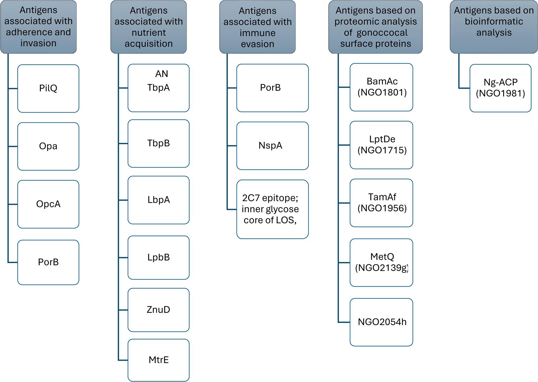 Diagram of different groups of Neisseria gonorrhoeae vaccine candidates that induce antibodies, according to Rice et al. (2017).