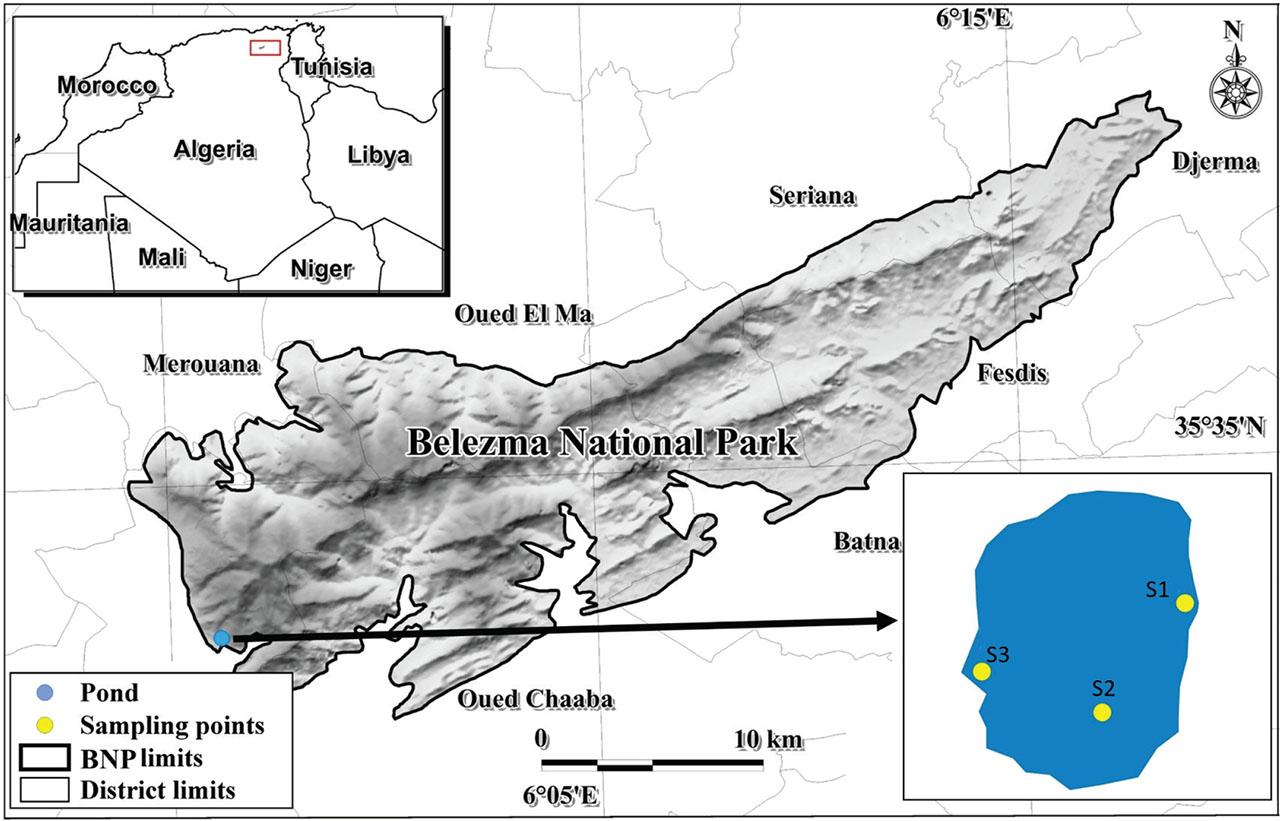 Location of the three sampling stations in the studied pond of the Belezma biosphere reserve (Northern East of Algeria)Abbildung 1. Standort der drei Probenahmestationen im untersuchten Teich des Biosphärenreservats Belezma (Nordostalgerien)