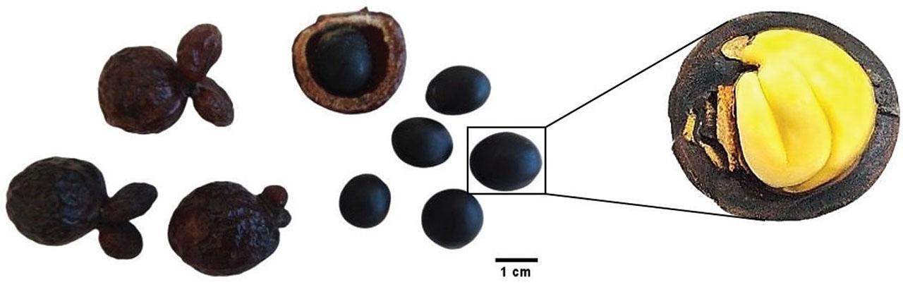 Fruit and seed morphology of Sapindus mukorossi (Gaertn.).Abbildung 1. Frucht- und Samenmorphologie von Sapindus mukorossi (Gaertn.).