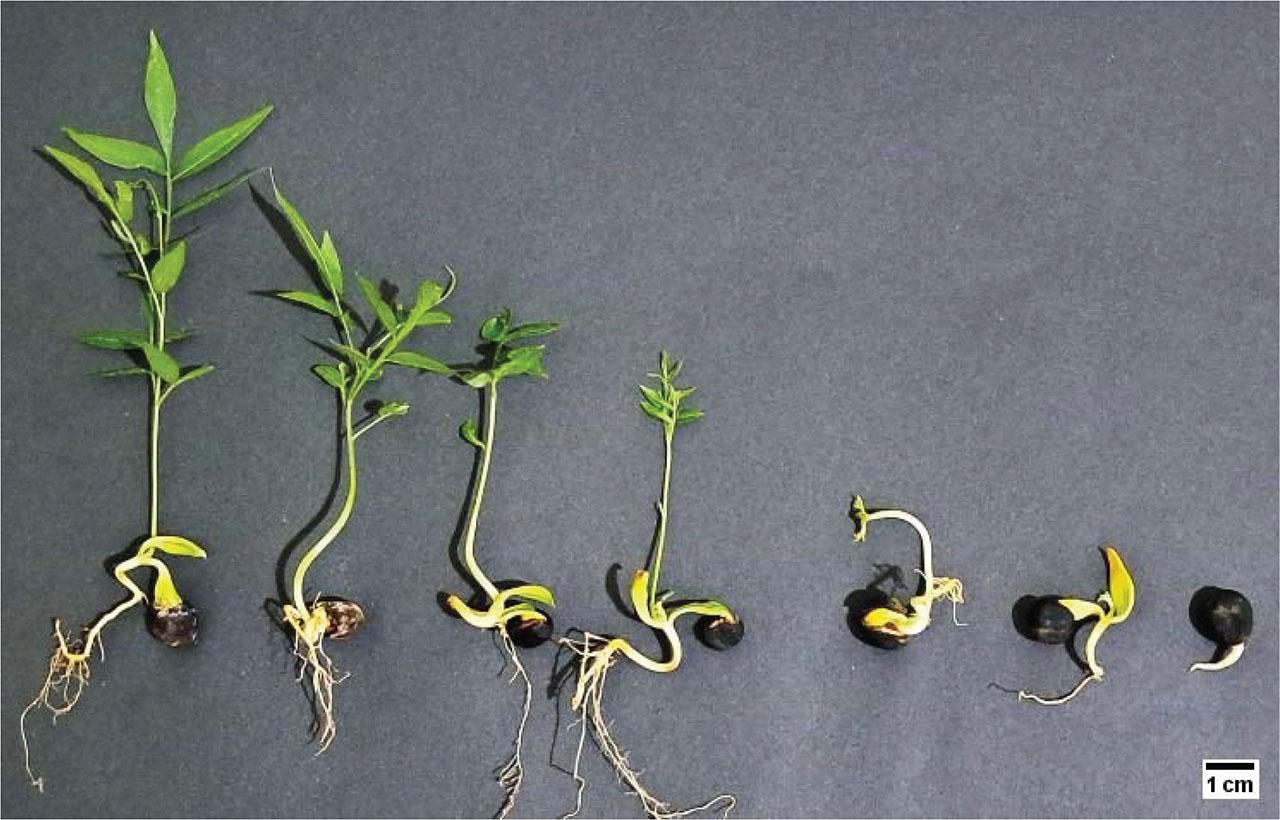 Developmental stages of Sapindus mukorossi from germination (weekly progression).Abbildung 2. Entwicklungsstadien von Sapindus mukorossi von der Keimung an (wöchentlicher Fortschritt).