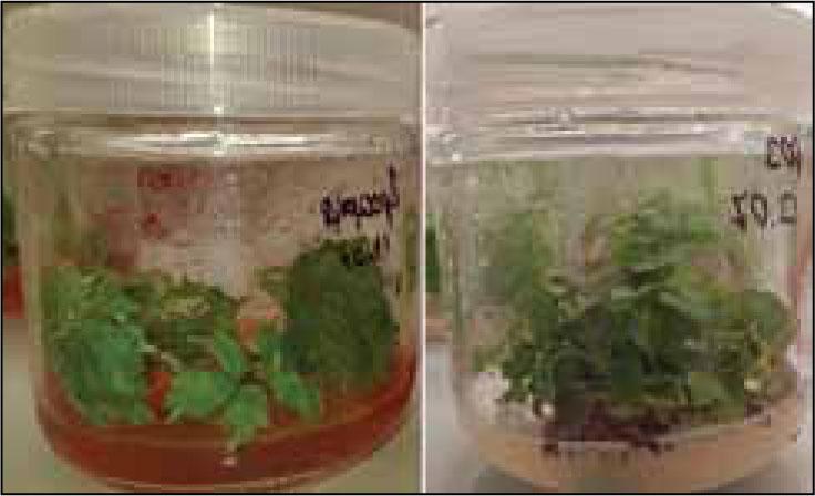 Cultivation of raspberry in vitro in containers with a volume of 200 ml