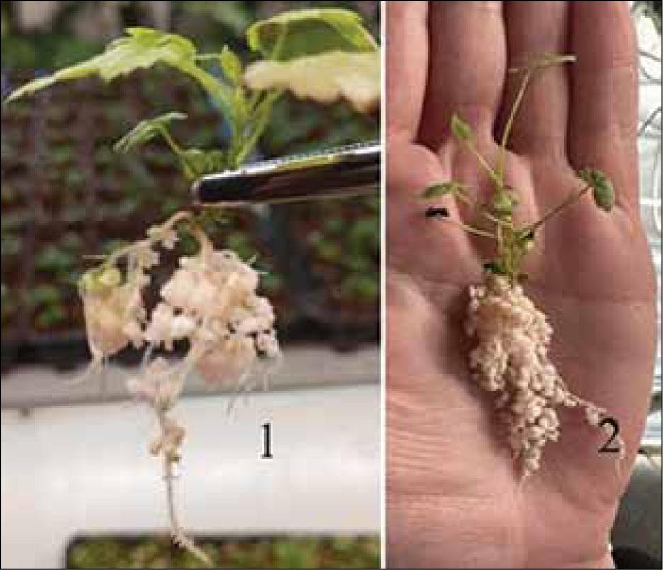 The determining effect of cytokinins on the offspring of donors raised on substances with cytokinin activity in quantities of 1 mg/l, where 1 – kinetin; 2 – BAP
