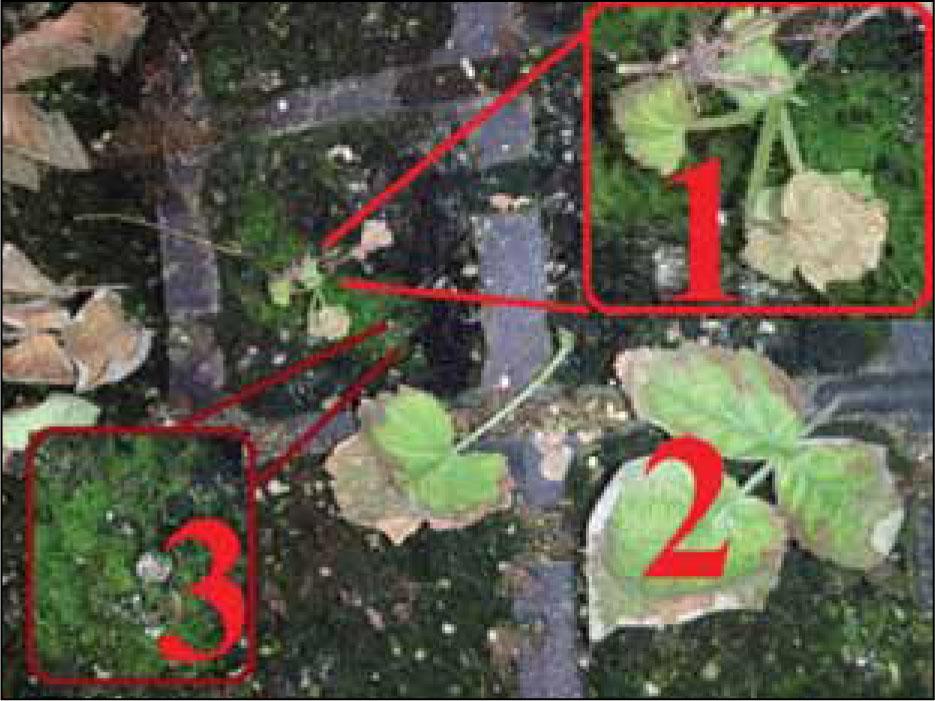 Negative consequences of excessive watering on peat substrates