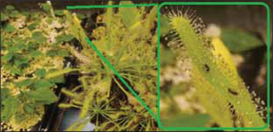 Use of Drosera to control insect population in bioreactors of photoautotrophic microclonal propagation