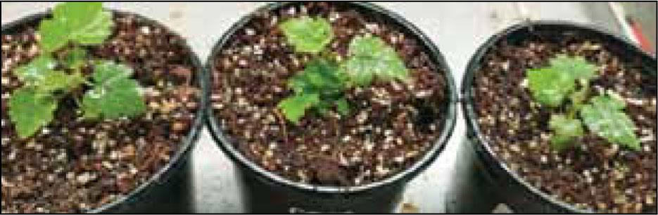 The second generation of cuttings by photoautotrophic microclonal reproduction