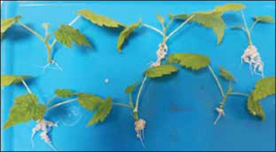 State of the regenerants on the 21st day after leaving from the bioreactor