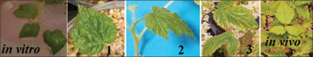 Raspberry leaf polymorphism due to the loss of juvenility: 1 – adapted plants in vitro (the first generation, grown ex vitro); 2 – second generation ex vitro; 3 – third generation ex vitro
