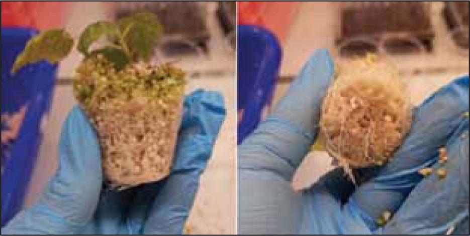 The state of the root system in donors of apical cuttings