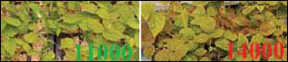 The influence of the intensity of lighting on the state of the photoassimilating surface of raspberry cuttings in vivo