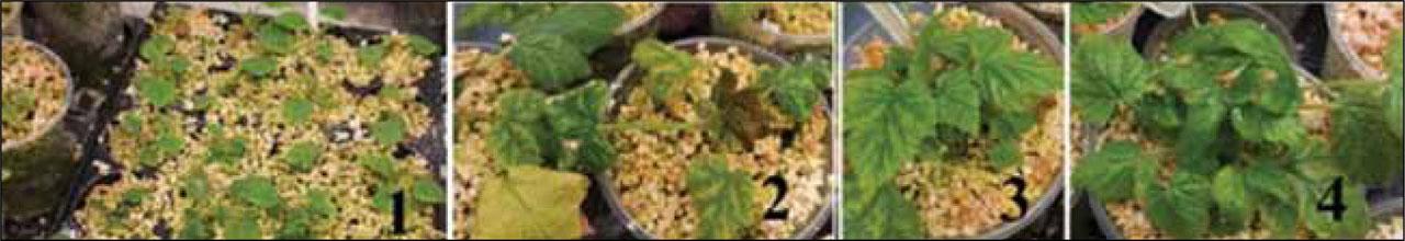 Symptoms of magnesium deficiency before (1, 2) and after feeding (3, 4)