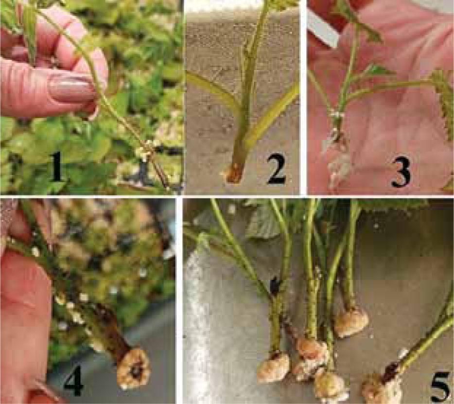 The condition of raspberry cuttings in vivo in a bioreactor
