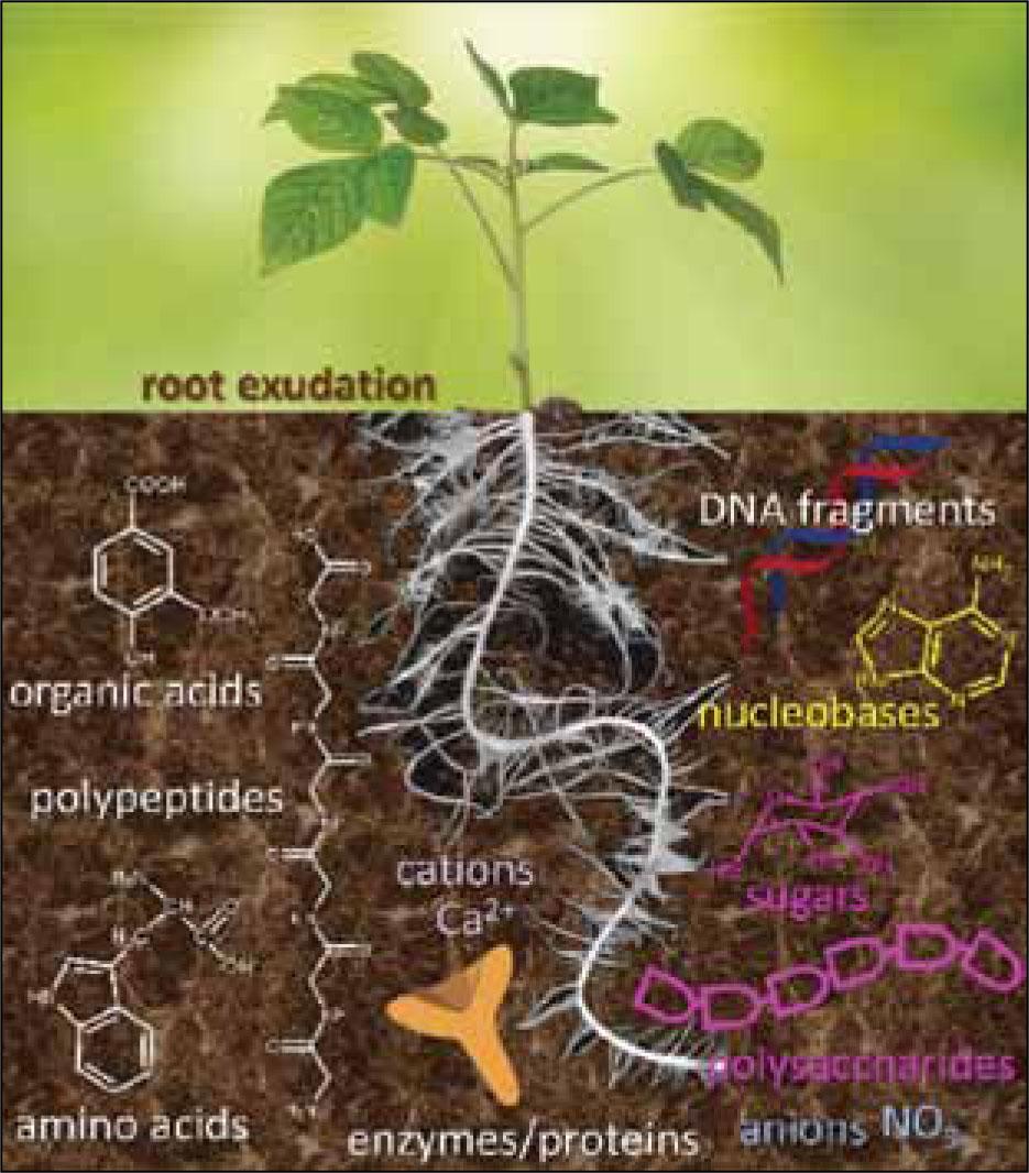 Overview of the most important chemical groups of root exudates (not scaled)