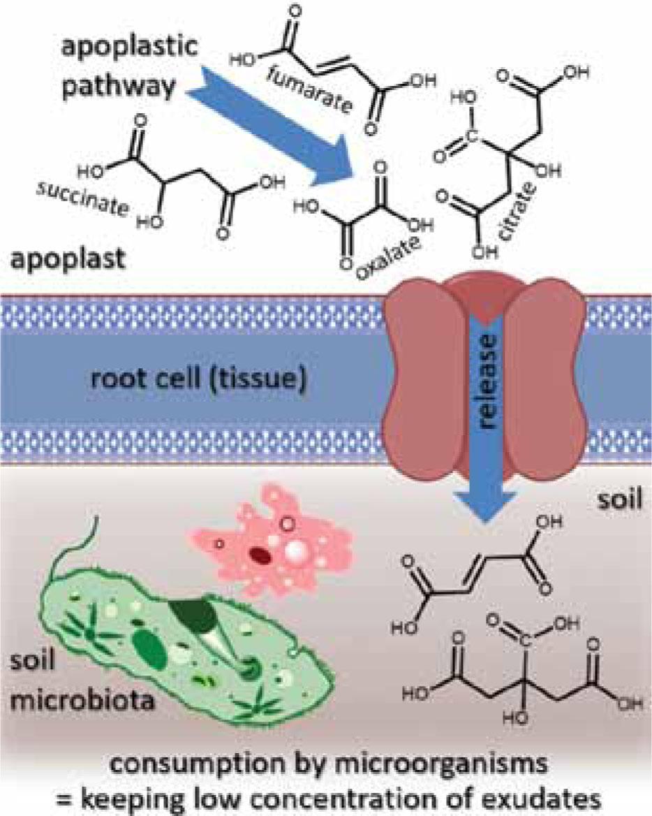 Illustration of the transport of organic acids through the last plasma membrane (the apoplastic transport) and its control by the concentration gradient