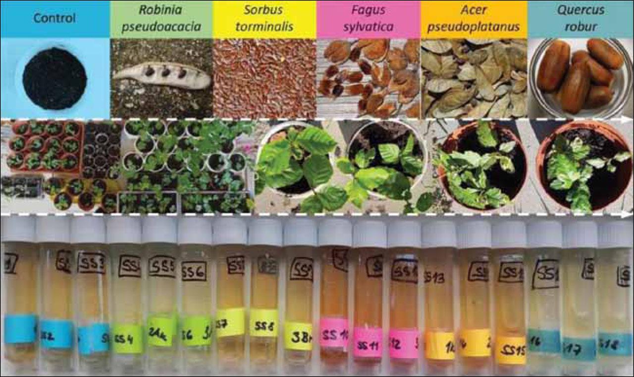 Basic scheme of the experiment from each seed through all seedlings in small and experimental pots (chronologically in the central row) to the soil solution