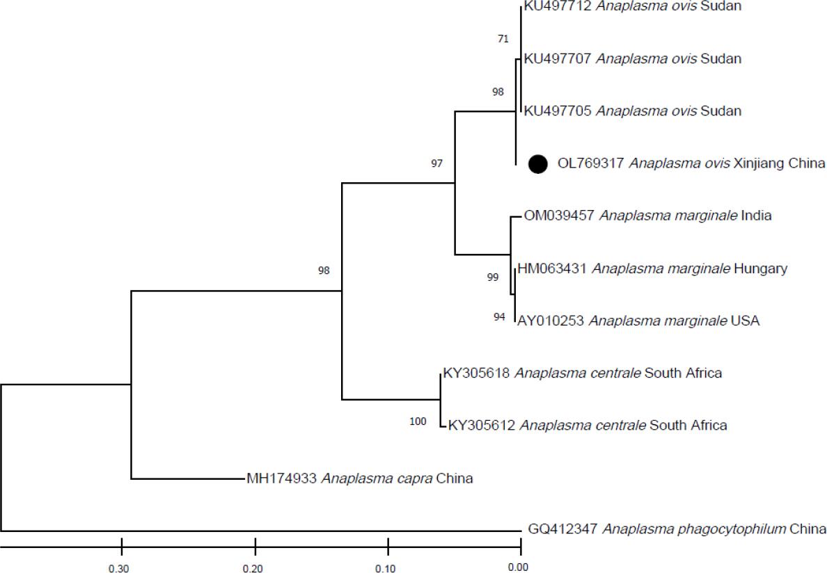 The phylogenetic analysis of Anaplasma ovis identified in this study based on the Msp4 gene sequences. The tree was constructed using the maximum likelihood method. The numbers at nodes represent the percentage occurrence of the clade in 1,000 bootstrap replications. The sequence from this study is indicated by a black dot