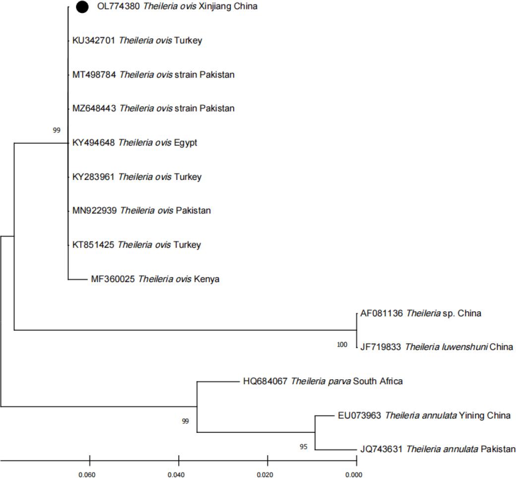 The phylogenetic analysis of Theileria ovis identified in this study based on the 18S rRNA gene sequences. The tree was constructed using the maximum likelihood method. The numbers at nodes represent the percentage occurrence of the clade in 1,000 bootstrap replications. The sequence from this study is indicated by a black dot
