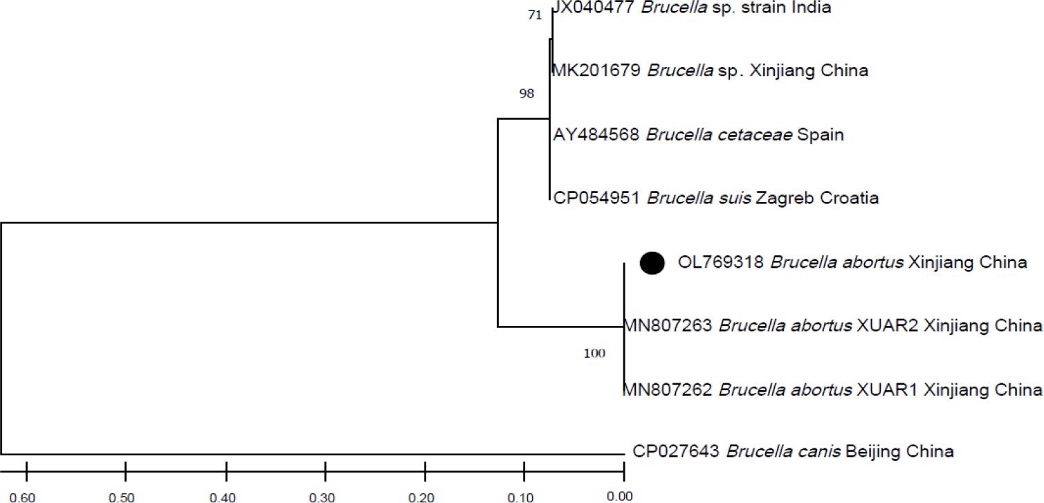 The phylogenetic analysis of Brucella abortus identified in this study based on the Omp22 gene sequences. The tree was constructed using the maximum likelihood method. The numbers at nodes represent the percentage occurrence of the clade in 1,000 bootstrap replications. The sequence from this study is indicated by a black dot