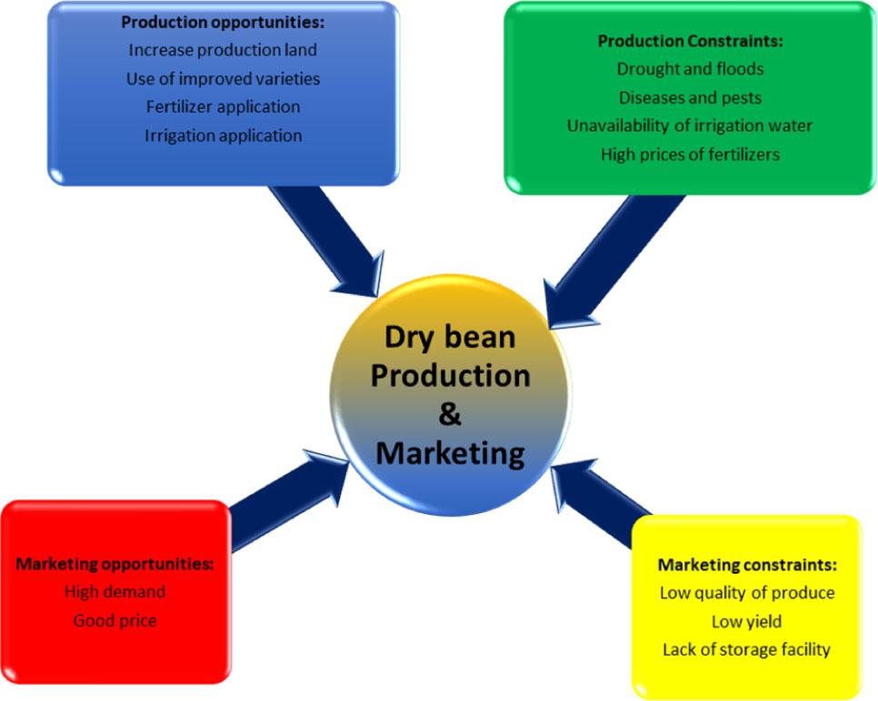 Opportunities and constraints in dry bean production and marketingSource: own compilation