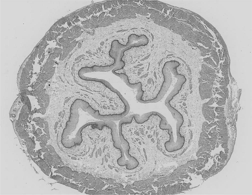 Oesophagus. Transverse section: lumen enclosed by oesophageal wall composed of mucosa, submucosa, muscular layer, and appendage. Histological specimen (animal; WMU museum collection). Courtesy of Prof. Piotr Dziegiel and dr. Aleksandra Piotrowska from the Department of Human Morphology and Embryology, Wroclaw Medical University