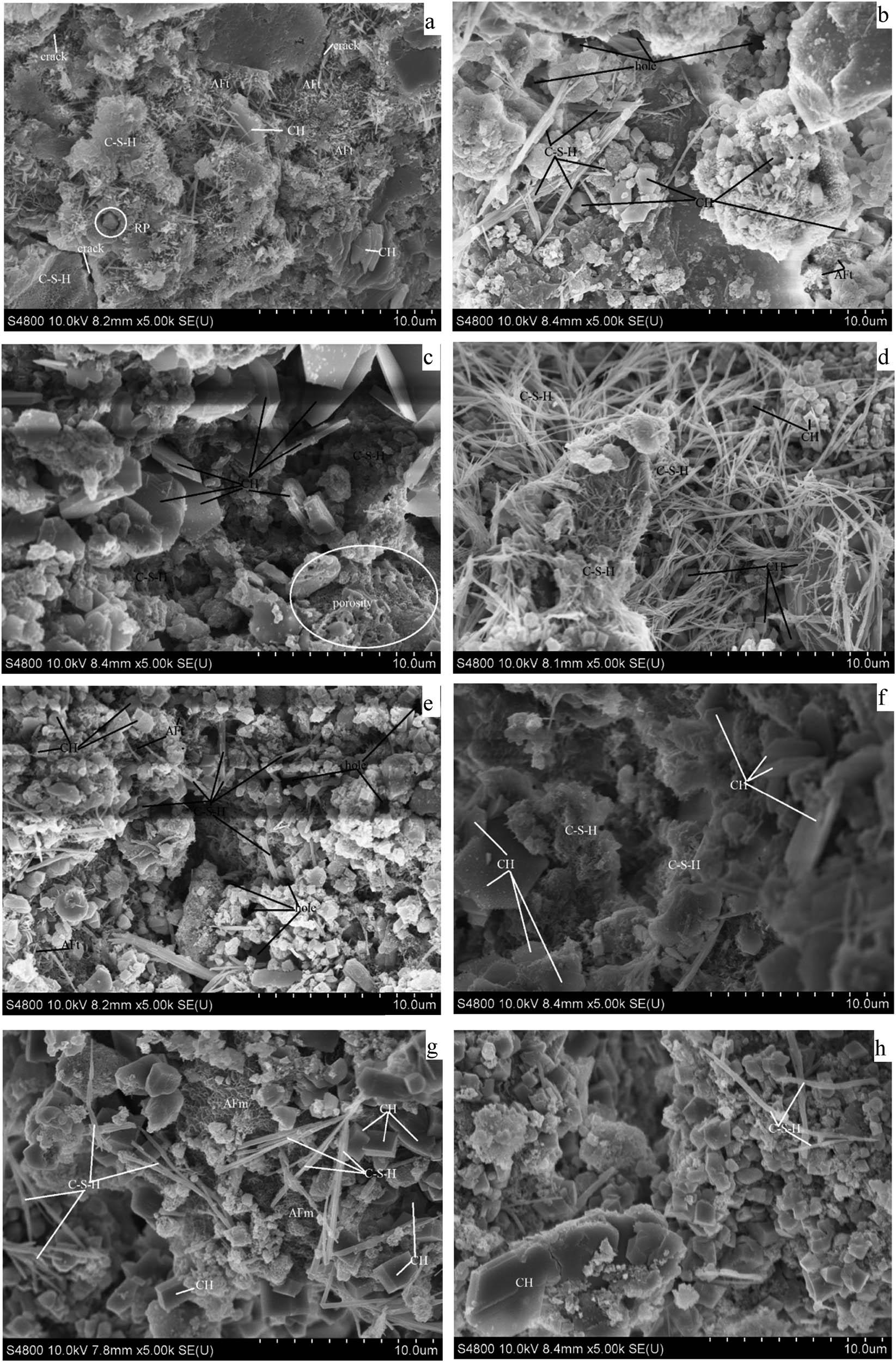 SEM images of samples S1 (a), S2 (b), S4 (c), S5 (d), S6 (e), S7 (f), S8 (g), and S9 (h) at 1 day.