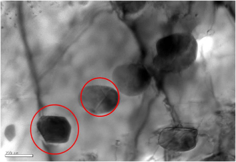 Polygonal and spherical M23C6.