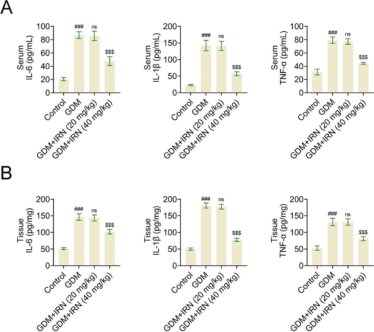 Effect of IRN on the inflammation of serum and placenta tissues of GDM mice. (A) Bar graphs of ELISA assays showing serum levels of inflammatory cytokines IL-6, IL-1β, and TNF-α in control, GDM, and IRN-treated GDM mice (20 mg/kg and 40 mg/kg). (B) Bar graphs of ELISA assays showing placenta tissue levels of inflammatory cytokines IL-6, IL-1β, and TNF-α in control, GDM, and IRN-treated GDM mice (20 mg/kg and 40 mg/kg). Data are presented as mean ± SD. *p < 0.001, GDM vs. control, **p < 0.001, GDM + IRN vs. GDM. ELISA, enzyme-linked immunosorbent assay; GDM, gestational diabetes mellitus; IL, interleukin; IRN, isorhynchophylline; ns, no significant; TNF, tumor necrosis factor.
