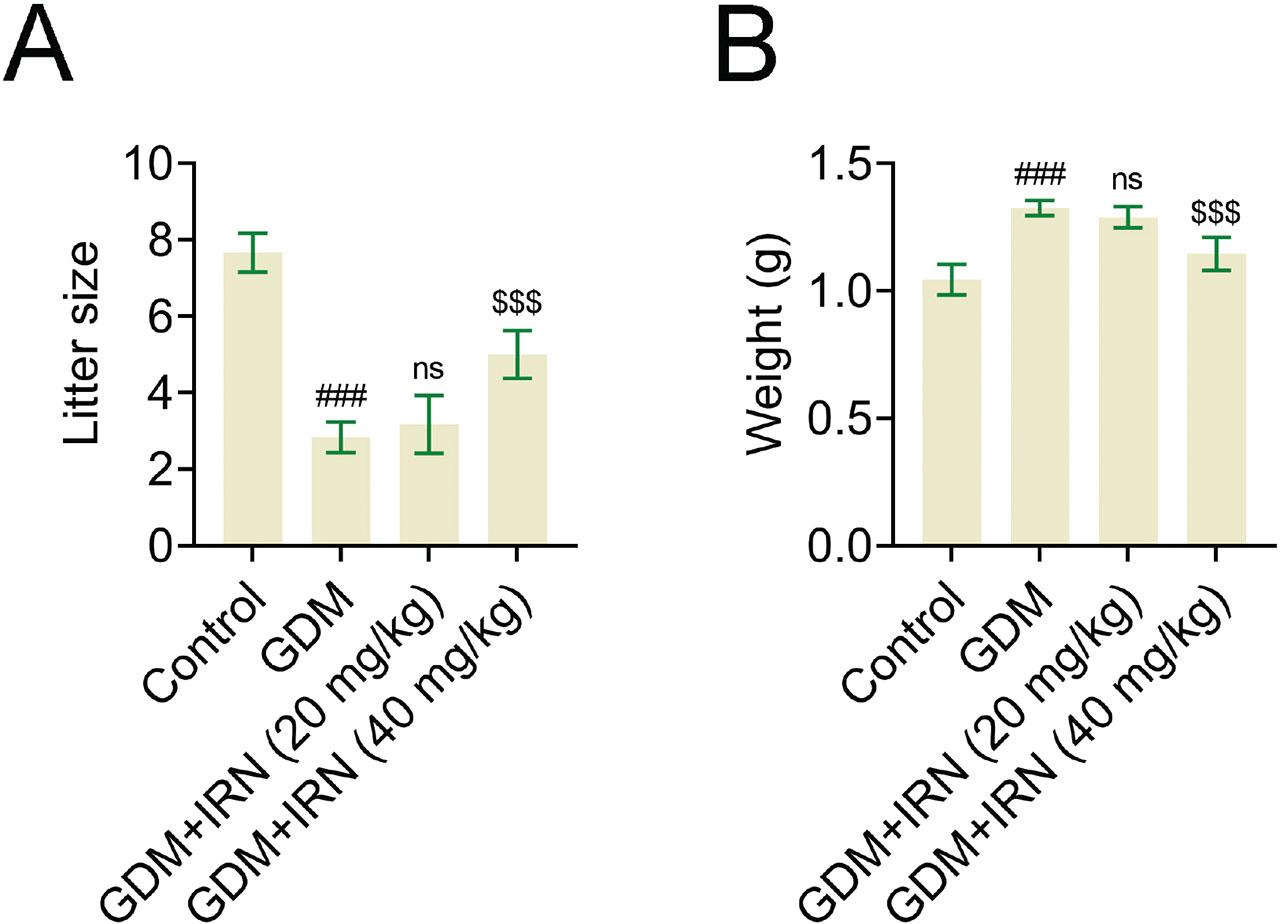 Effect of IRN on the litter size and offspring weight. (A) Litter size in control, GDM, and IRN-treated GDM mice (20 mg/kg and 40 mg/kg). (B) Offspring weight in control, GDM, and IRN-treated GDM mice (20 mg/kg and 40 mg/kg). Data are presented as mean ± SD. *p < 0.001, GDM vs. control, **p < 0.001, GDM + IRN vs. GDM. GDM, gestational diabetes mellitus; IRN, isorhynchophylline; ns, no significant.