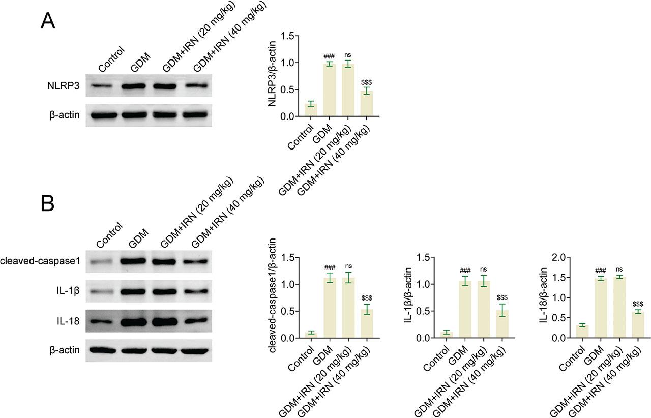 Effect of IRN on the NF-κB/NLRP3 pathway in GDM mice. (A) Immunoblot showed the expression of NLRP3 in placenta tissues from control, GDM, and IRN-treated GDM mice (20 mg/kg and 40 mg/kg). (B) Immunoblot showed the expression of cleaved caspase-1, IL-1β, and IL-18 in placenta tissues from control, GDM, and IRN-treated GDM mice (20 mg/kg and 40 mg/kg). Data are presented as mean ± SD. *p < 0.001, GDM vs. control, **p < 0.001, GDM + IRN vs. GDM. GDM, gestational diabetes mellitus; IL, interleukin; IRN, isorhynchophylline; NF-κB/NLRP3, nuclear factor-κB/NOD-like receptor protein 3; ns, no significant.
